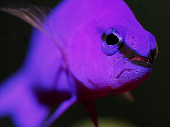 orchid-dottyback