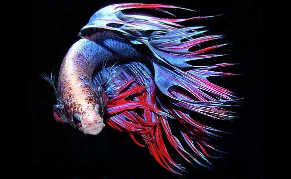 Siamese Fighting Fish Also known as the Betta or the Fighter is a quite 